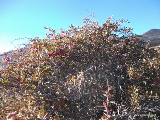 nte Pizzillo-21-10-2012 08-52-47